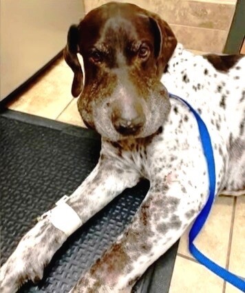 Dog bitten by a rattlesnake in both sides of his face