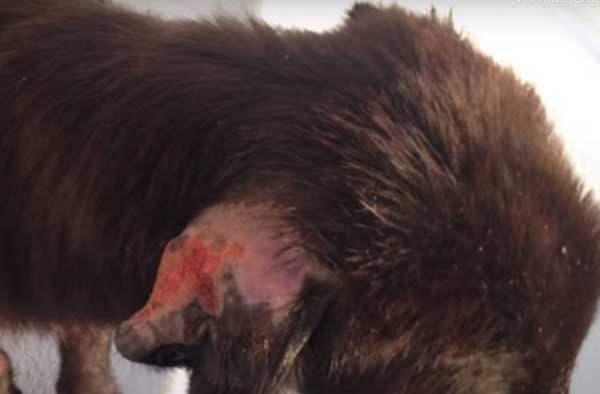 Abandoned dog with unusual wound on his body