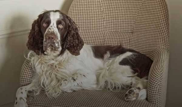 Rescue dog optimizing his weight during recovery 