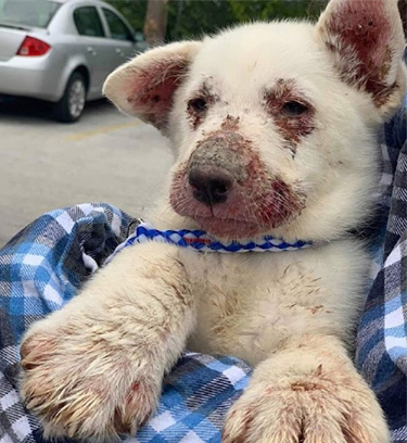 Desperate abandoned puppy in bad health condition 