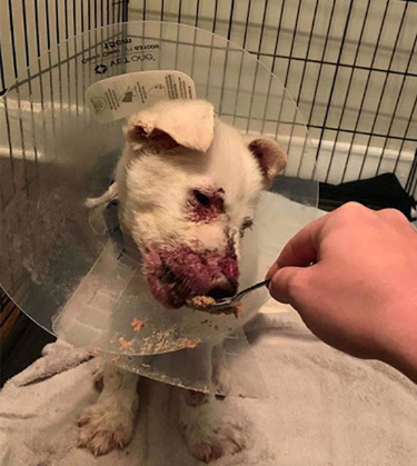 Dog in bad health condition having difficulties in consuming food