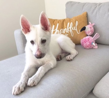 Rescue puppu feeling safe and sound in his new home