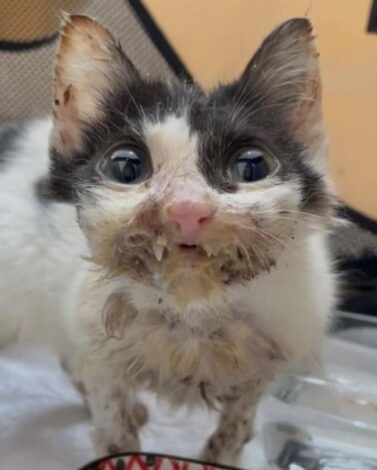 Rescue kitten suffering from several skin infections