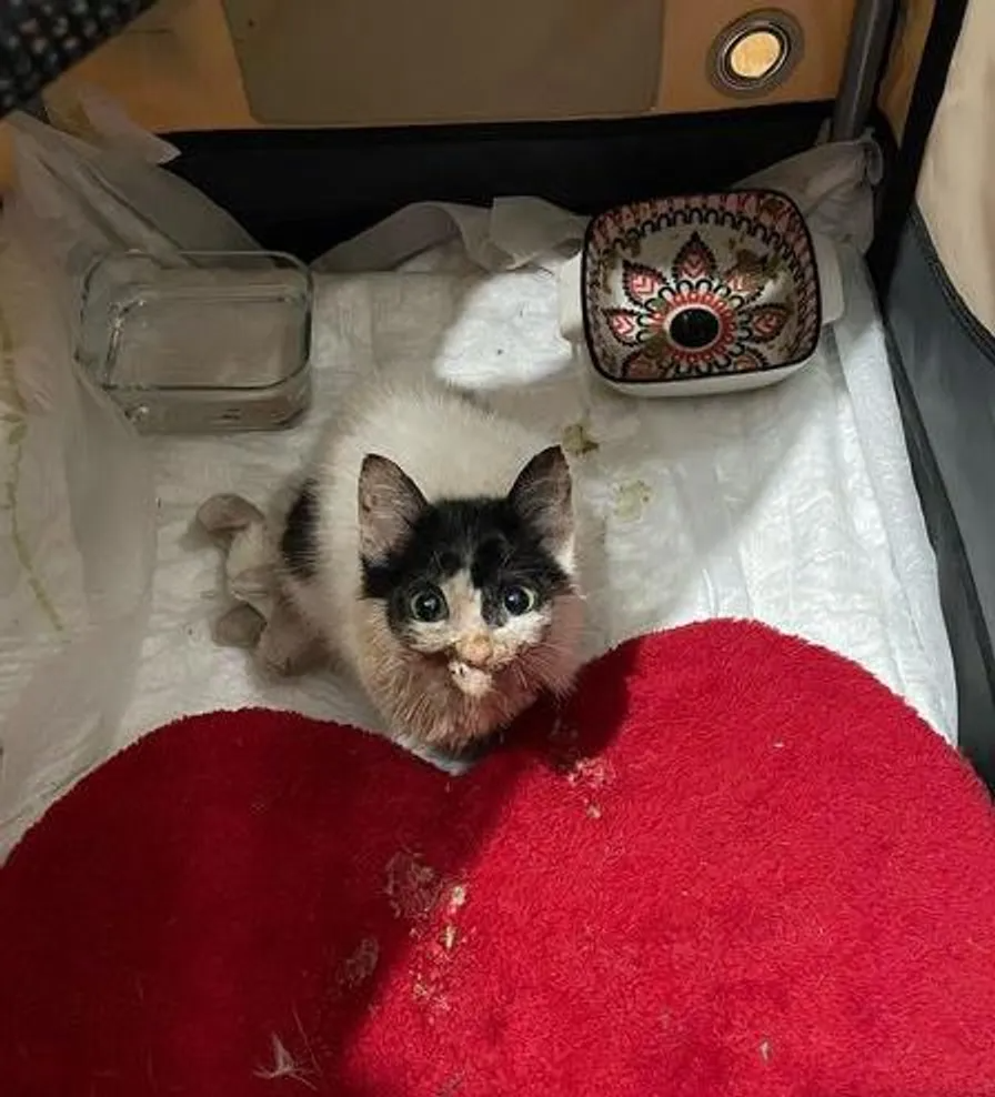 Rescue kitten sufferinh from several infections