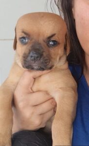 Little puppy with hydrocephalus got bullied 