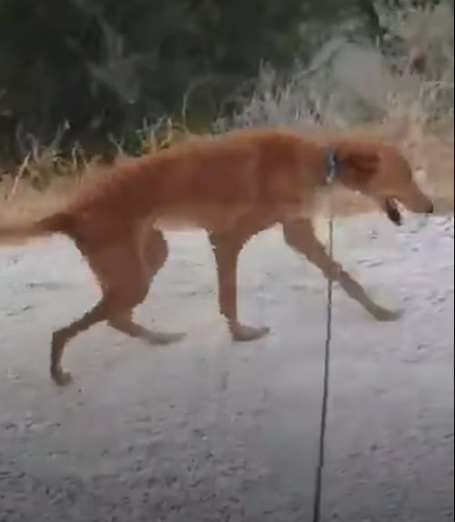 Dog taking his first free walk,without chains 