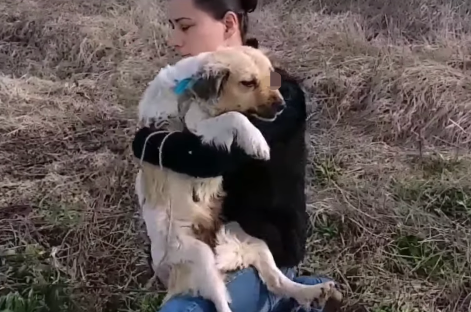 Poor dog got blind in the middle of a forest by an attacker 