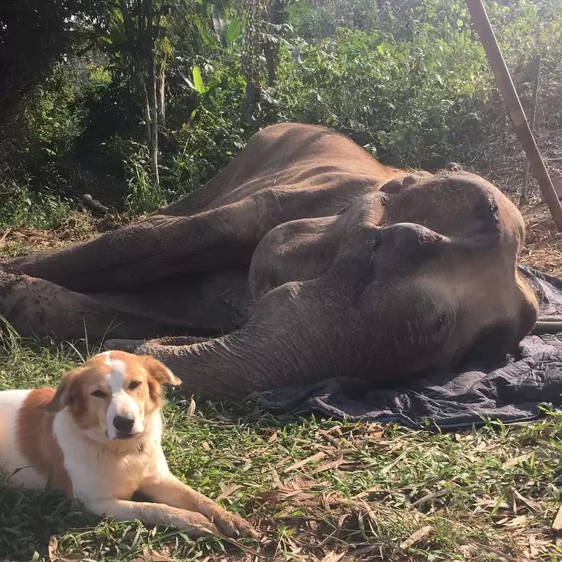 Dog stays with his friend until he dies