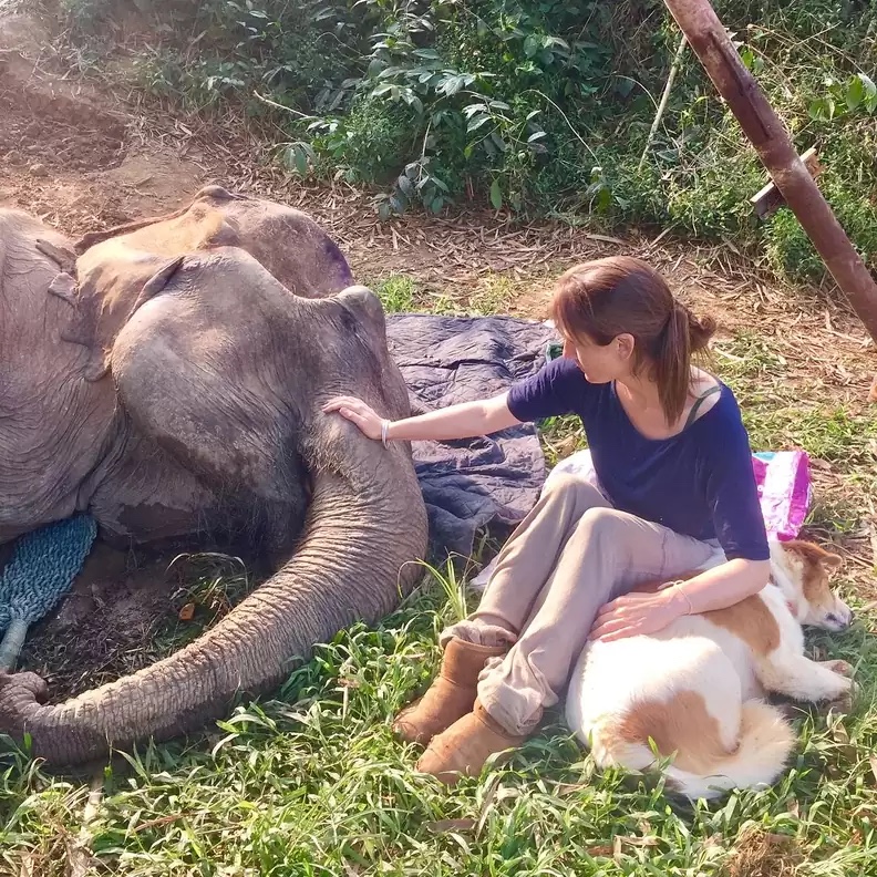 Dog doesn’t want to let his elephant friend die