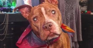 Ex blind dog sees his parents for the first time