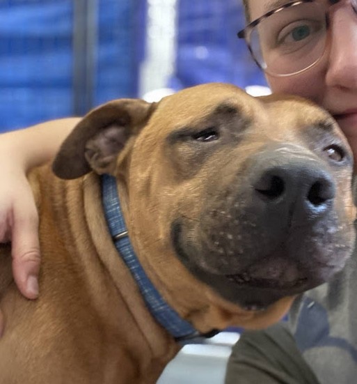 Blind and deaf dog waits for someone to adopt him 