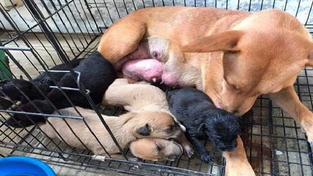 Sick dog is waiting for a rescuer with her newborn puppies 