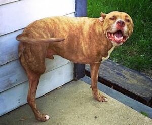 Pit bull dog with only two side legs