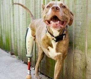 Pit bull with two legs and a fake one managed to be happy 