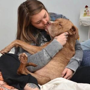 Lovely pit bull with two legs gets adopted 