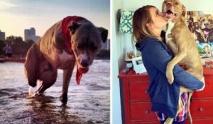 Pit bull adopted with his new owner 