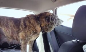 Stray abandoned dog has been rescued 