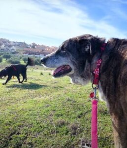 Forgotten dog is now abandoned and have lots of friends 