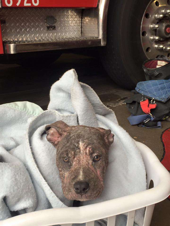 Fireman found a burned dog 