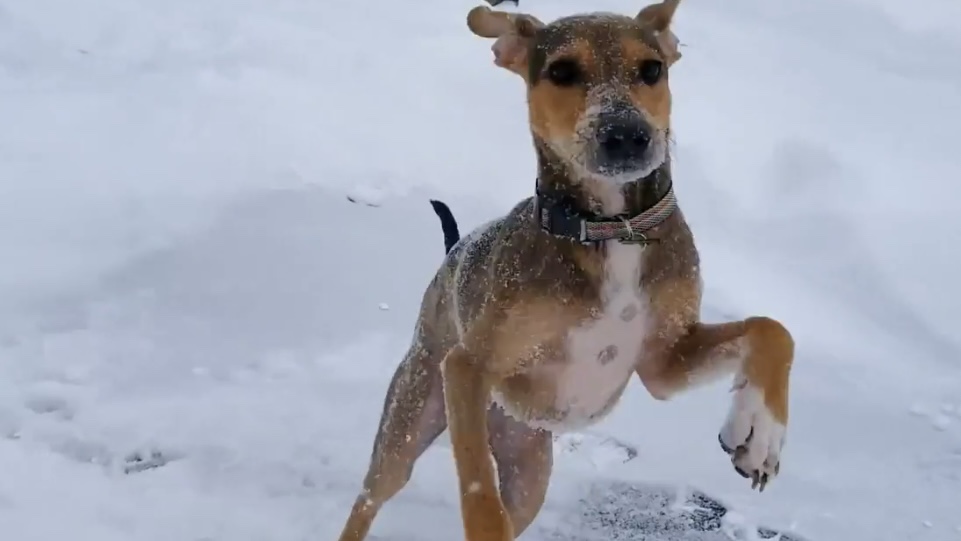 Stray dog first time seeing snow 