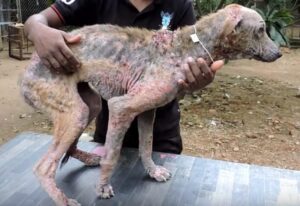 Burned skin dog was rescued 