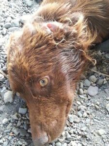 Dog found by the trash all alone without any move