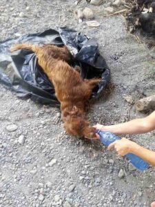 Dog found in a garbage bag starving 