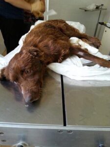 Starving dog rescued and brought to a clinic 