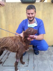 Stray dog starting to walk on his own legs 