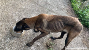 Stray blind dog was found and rescued by a shelter 