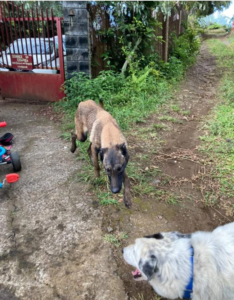 Blind dog got rescued and is being held at the shelter 