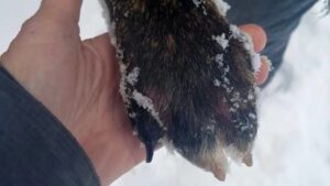 Frozen dog was found outside a house in cold weather 