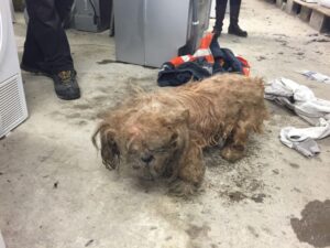 Abandoned dog with terrible condition fur