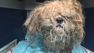 Abandoned dog found on the road,raining heavily and full of dirt