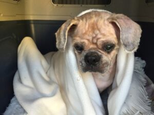 Dog learning to live without his dirty fur