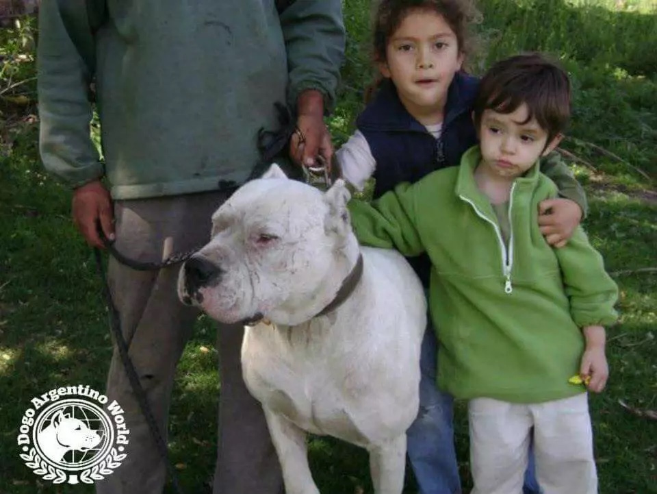 Dog saved two little girls fighting off puma 