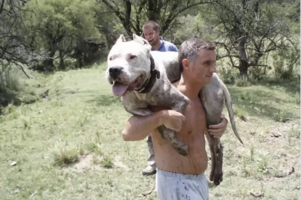 Dog going to fight off puma