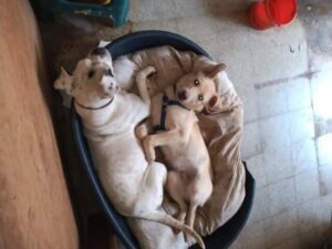 Dog waiting in shelter for adoption 