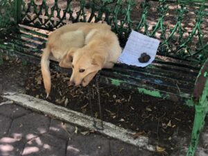 Alone dog waiting on a bench with a note for someone to rescue him