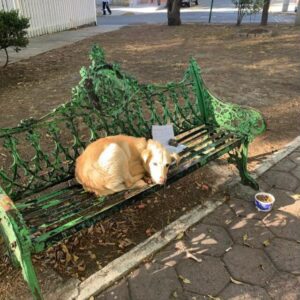 Dog waiting for adoption with a note