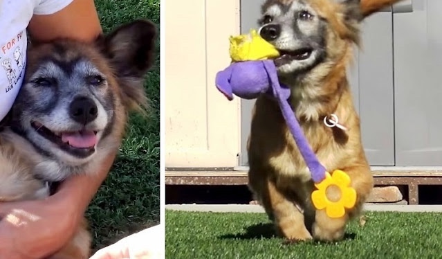 Dog rescued from the street and now has a new home 