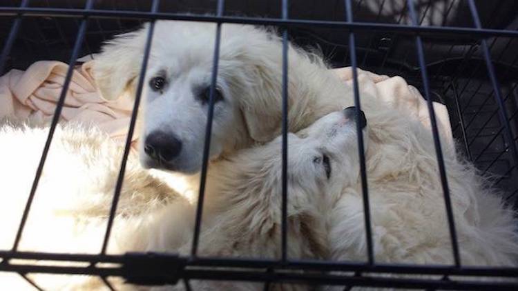 Two dogs were found on the street alone