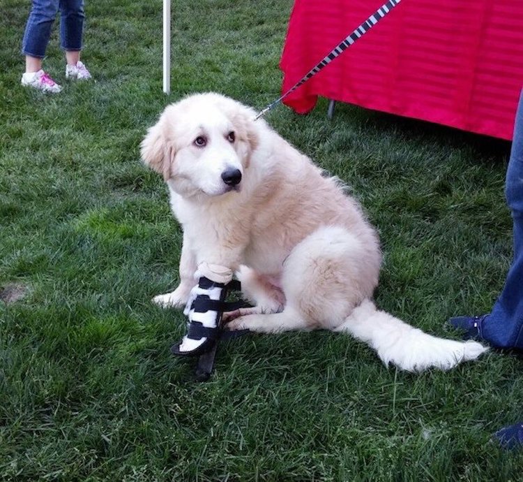 Dog with broken leg at the shelter 