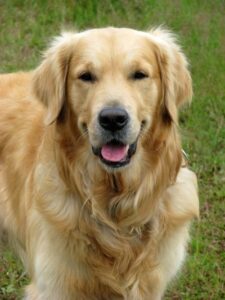 Golden retriever dog with mental problems waiting for adoption 