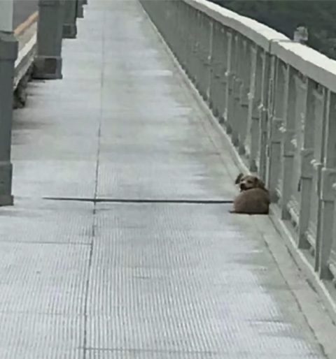 Dog waiting for his owner at the top of a bridge 