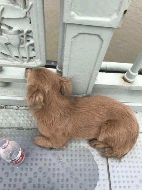 Dog wants to jump of a bridge 