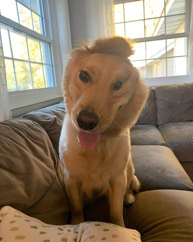 Beautiful puppy with one ear 