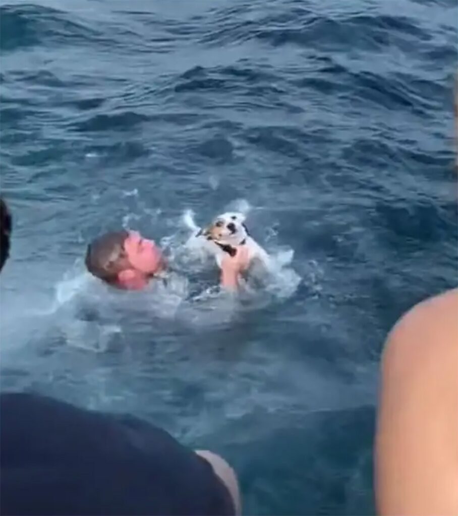 Dog rescued from water by some rescuers 