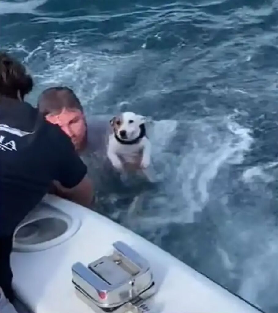 Dog rescued in water was freezing cold 