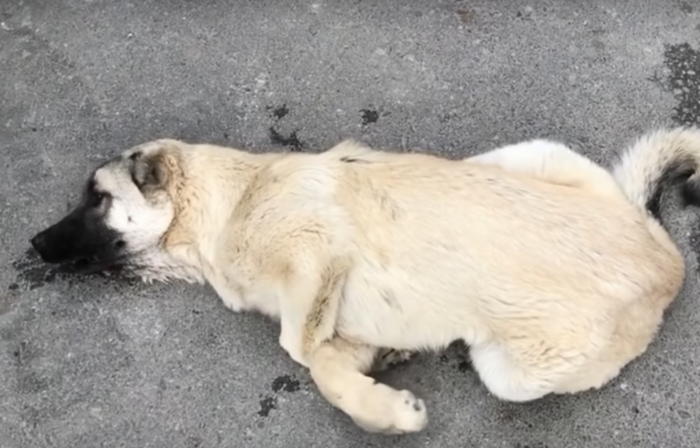 Stray dog on his last days of living because of starvation 